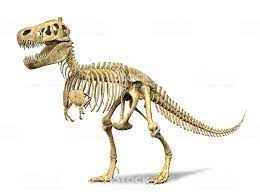 T Rex Skeleton On White Background Clipping Path Included Dinosaur Images Dinosaur Skeleton Dinosaur Fossils