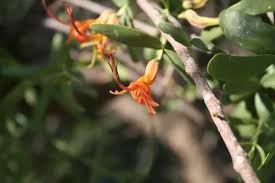 Image result for Plicosepalus