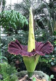 Our corpse flower (finally) started blooming! Amorphophallus Titanum Wikipedia