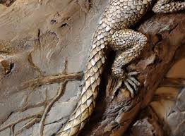 Выпускник уссурийского суворовского военного училища. Sergej Sudakov Barelef Lizard Animals