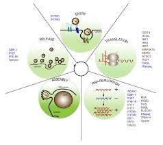 Curs valutar actual lire sterline în lei moldovenești pentru astăzi în moldova (chișinău). Interferon Stimulated Genes And Their Role In Controlling Hepatitis C Virus Journal Of Hepatology