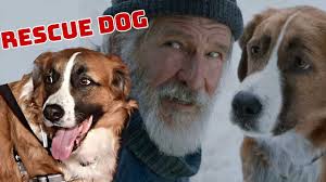 Call Of The Wild S Real Life Dog Buck Found On Pet Finder Youtube