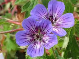 Image result for Geranium bohemicum Orhcid Blue