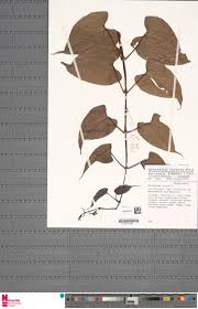 Image result for Schrebera trichoclada