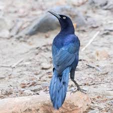 We did not find results for: Consider The Grackle The Urban Nature Enthusiast