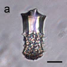 Image result for Stanfieldiella imperforata