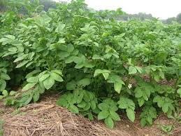 Green Potato Myths Mother Earth News