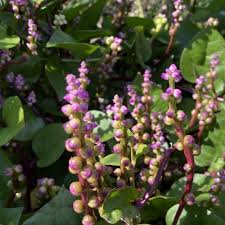 Image result for Basella alba