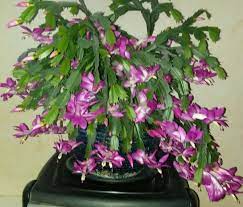 How To Care For A Christmas Cactus Christmas Cactus Zygocactus Cactus