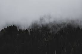 Black white background full hd. Black And White Forest Wallpapers Top Free Black And White Forest Backgrounds Wallpaperaccess