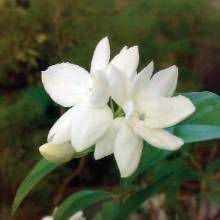 Colorful Climbers For The Desert Garden Phoenix Home Garden Jasmine Plant Jasminum Sambac Jasmine Flower