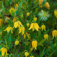 These clematis bloom on 'old wood' meaning flower buds form on the previous season's growth. 1 Litre Pot Plant Golden Clematis Clematis Tangutica Garden Flowering Plant Plants Seeds Bulbs Outdoor Plants Clinicadelpieaitanalopez Com