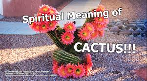 I never meant to wither i wanted to be tall like a fool left the river and watched my branches fall old and thirsty, i longed for the flood to come back around to the cactus in the valley that's about to crumble down. Spiritual Meaning Of Cactus Symbols And Synchronicity