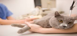 1st pet veterinary centers phoenix, az 1 minute ago be among the first 25 applicants see who 1st pet veterinary centers has hired for this role Arizona State Veterinary Medical Examining Board