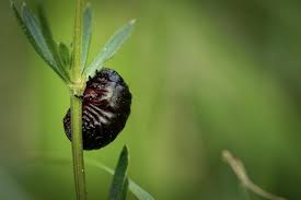 Fotos Lizenzfreie Bilder Grafiken Vektoren Und Videos Von Olkafer Adobe Stock
