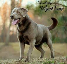 silver lab breeders labrador retrievers for sale silver lab puppies chocolate silver lab puppies silve lab puppies silver lab puppies charcoal lab puppies