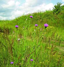 Image result for Carduus leptacanthus