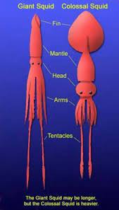 Giant Squid Colossal Squid Giant Squid Colossal Squid Squid