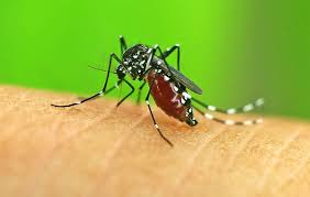 See more of hometeam pest defense on facebook. Las Vegas Mosquito Control And Prevention Tips