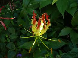 Gloriosa Genus Wikipedia The Free Encyclopedia Glory Lily Gloriosa Lily Fire Lily