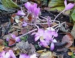 Image result for Dierama parviflorum