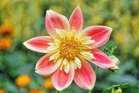 Dahlia Flowers Flower Field Dahlia