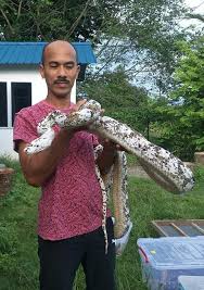Ular sawa goreng kicap ( rezeki datang selepas musim hujan ) ular sawa masuk reban ayam, chef borneo. Ular Sawa Batik Ultimate Petting Zoo Animal Show Facebook