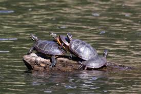 Your turtle will know how much is just the right amount in general. Why Do Turtles Bask In The Sun The Super Fins