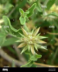 Image result for Cyathula lanceolata