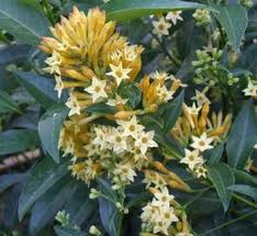Image result for Cestrum × cultum
