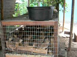 Sejak zaman dahulu ayam kampung banyak dipelihara untuk mendapatkan daging dan telurnya. Puyuh Ayam Kampung Arnab Puyuh Telur Youtube