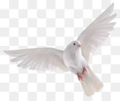 Konversi gambar dengan format png, jpg, webp, gif dalam hitungan detik, tanpa batasan ukuran atau jumlah. Burung Camar Siluet Gambar Png