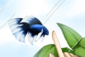 Cara memilih cupang halfmoon yang bagus. Cara Memelihara Ikan Cupang Dengan Gambar Wikihow