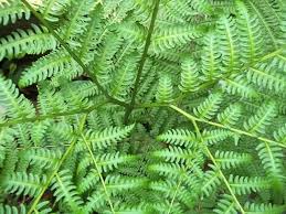 Image result for Pteris tripartita