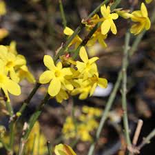 Image result for Jasminum nudiflorum