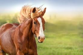 It's estimated that nearly 7.2 million americans own horses. How Much Does It Cost To Buy A Horse Quora
