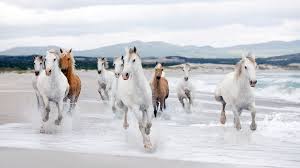 We've gathered more than 5 million images uploaded by our users and sorted them by the most popular ones. Beautiful White Horse Running Beach Wallpaper Hd 78294 Wallpapers13 Com