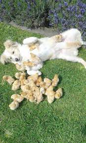 Cute Animals Happy Birthday Cute Animals That Can Kill You Cute Baby Animals Baby Animals Cute Funny Animals