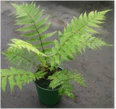 Image result for Pneumatopteris