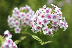 Pin By Jasper On Gardens Phlox Flowers Flowers Name List Flowers