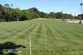 Maybe you would like to learn more about one of these? Tall Fescue A Low Maintenance Alternative To Kentucky Bluegrass Horticulture And Home Pest News