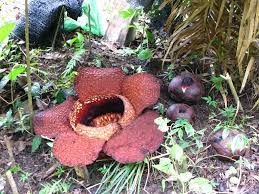 Corpse Lily The Largest Flower In The World Unusual Flowers Plants Rare Plants