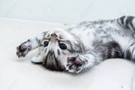A truly purebred american shorthair kitten has to be bred by a registered breeder, which means it will cost more than the average domestic kitty. Cute American Shorthair Kitten Stock Photo Picture And Royalty Free Image Image 42911818