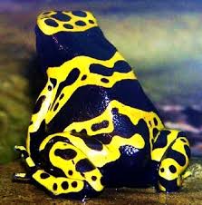 Black And Yellow Frog Colorful And Poisonous Zuza Fun Poison Dart Frogs Frog Pictures Frog