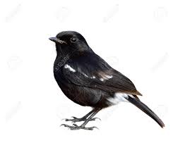The wings combine black and white. Dark Black Bird With White Marking On Its Rump And Outer Wings Stock Photo Picture And Royalty Free Image Image 148449904