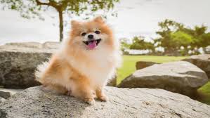 Pomeranian Boo Kopegi Bakimi Ve Ozellikleri Renkli Pati