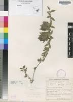 Image result for Barleria macrostegia