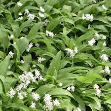 Check out our wild garlic selection for the very best in unique or custom, handmade pieces from our shops. Wild Garlic Plant Allium Ursinum