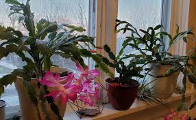 A Cactus By Any Other Name A Case Of Mistaken Holiday Cactus Identity The Garden Professors