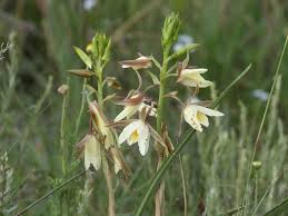 Image result for Orthochilus walleri